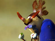Nudibranch – Makro-Tauchen in Sulawesi 