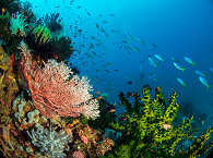 Tauchen im Tubbataha Reef · Philippinen 