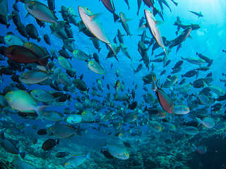 Tauchen Tubbataha Reefs · Philippinen 