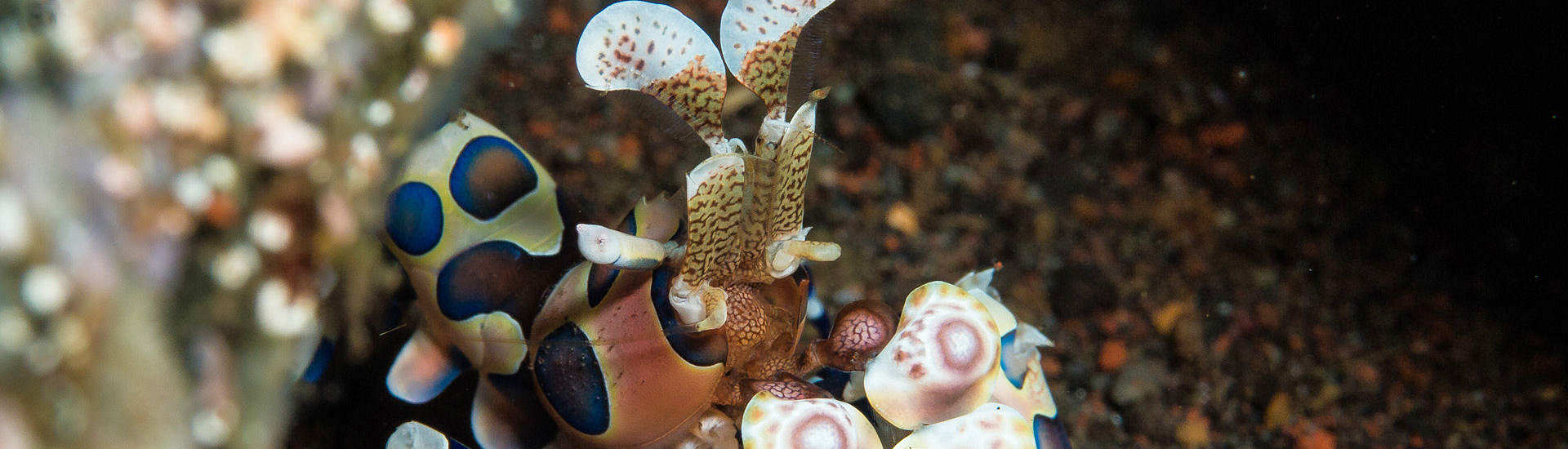 Harlekingarnele (Harlequin Shrimp) im Hausriff „Seraya Secrets“ der Villa Markisa – Bali  