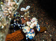 Harlekingarnele (Harlequin Shrimp) im Hausriff „Seraya Secrets“ der Villa Markisa – Bali  