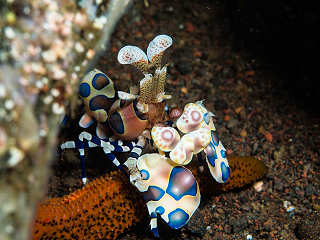 Harlekingarnele (Harlequin Shrimp) im Hausriff „Seraya Secrets“ der Villa Markisa – Bali  