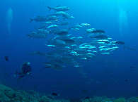 Tauchen Vitu Islands · Papua-Neuguinea 