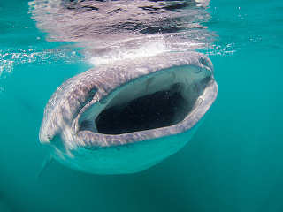Tauchsafaris Mexiko · Schnorcheln mit Walhaien 
