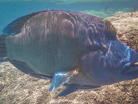 Tauchen in Polynesien – bunte Riffe und Großfisch 