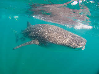 Schnorcheln mit Walhaien · Tauchreisen Baja California Mexiko 