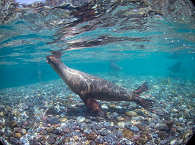 Tauchen mit Seelöwen an Los Islotes bei La Paz ·  Baja California 