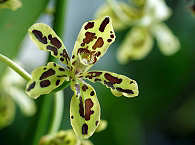 Orchidee auf Neuguinea 