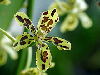 Orchidee auf Neuguinea 