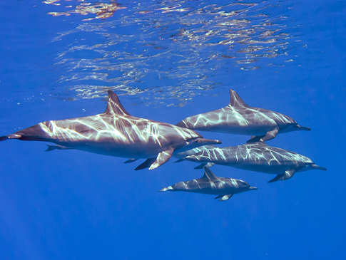 Delphinfamilie mit Baby 