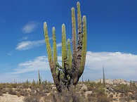 Natur- und Tauchreisen in Mexiko · Baja California 