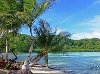 Strand auf Carp Island – Palau 