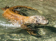 Tauchen & Landtouren in Komodo 