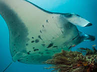 Tauchen mit Mantas – Komodo, Indonesien 