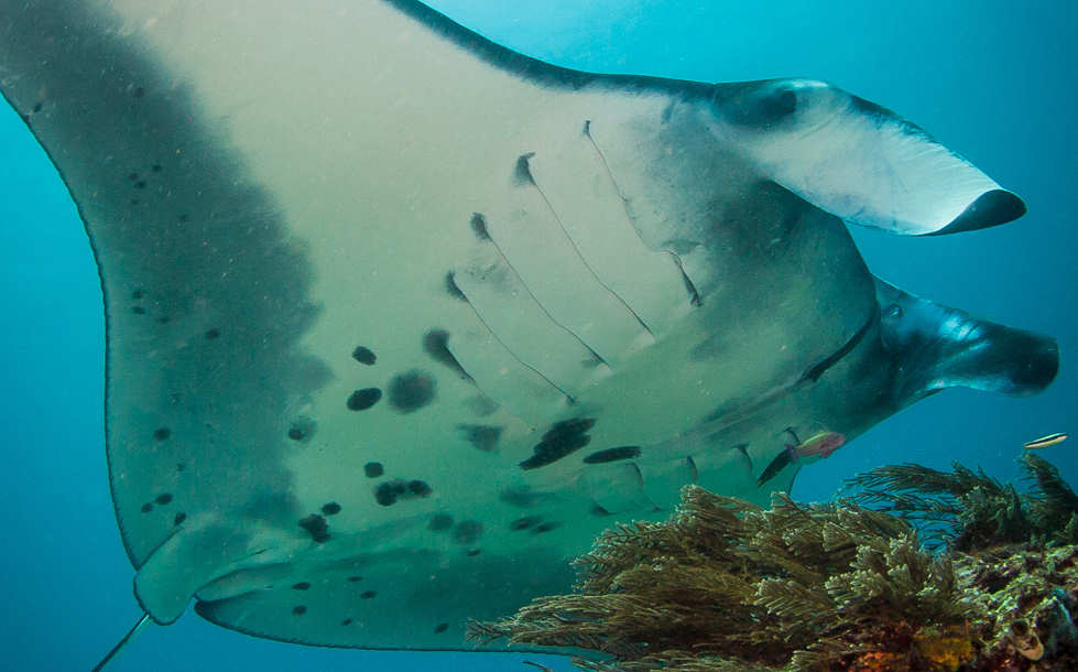 Tauchen mit Mantas – Komodo, Indonesien 