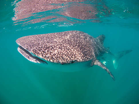 Tauchen mit Walhaien Mexiko 