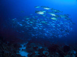 Tauchsafaris Halmahera – Molukken 