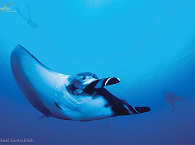 Tauchen mit Mantas an Socorro 