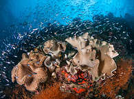 Tauchen Kruo Channel Raja Ampat 