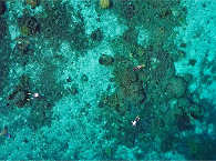 Schnorcheln in Raja Ampat 