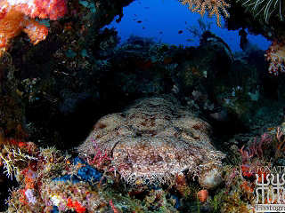 Teppichhai (Wobbegong) in Raja Ampat · Tauchurlaub Indonesien 