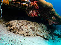 Teppichhai · Wobbegong (Orectolobidae) 