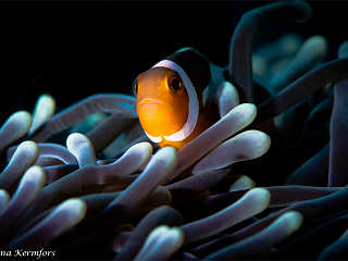 Clownfisch in Sulwesi, Indonesien 