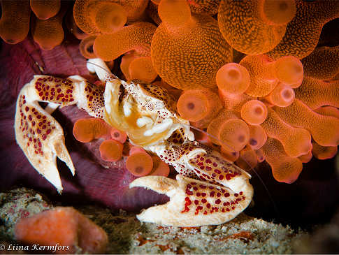 Tauchen in Sulawesi, Indonesien 