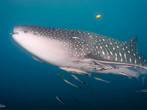 Tauchen Triton Bay Indonesien 