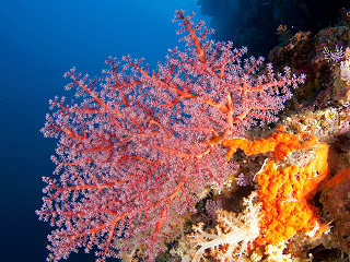 Tauchen Tubbataha Reefs · Tauchsafaris Philippine Siren 