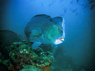 Napoleon-Lippfisch · Tauchen Tubbataha Reef · Philippinen 