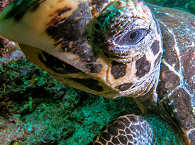Turtle City Komodo · Siaba Besar 