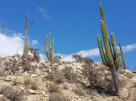 Kateenwüsten auf der Baja California · Tauchreisen Mexiko 