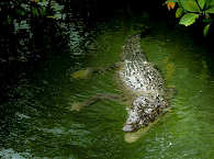 Krokodil in den Mangroven-Wälders von Yucatán 