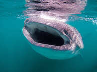 Tauchen mit Walhaien – Malediven 