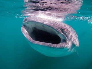 Tauchen mit Walhaien – Malediven 
