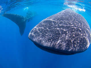 Schnorcheln und Schwimmen mit Walhaien Yucatán 