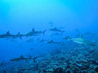 „Wall of Sharks“ am Süd Pass Fakarava, Tetamanu, Tuamotu Archipel 
