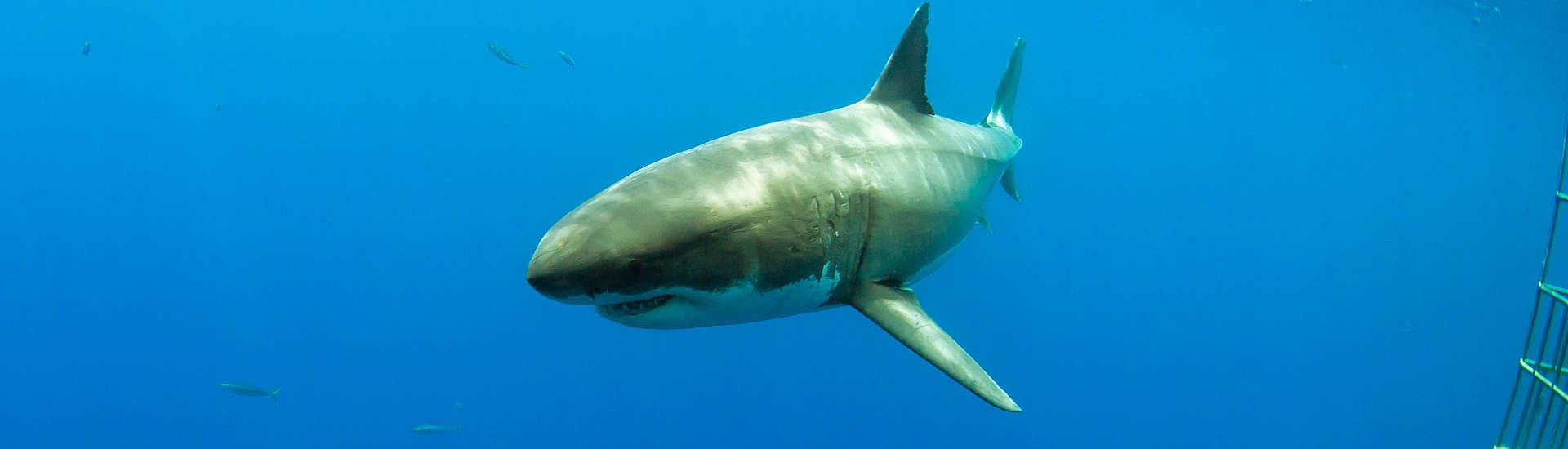 Tauchen mit Weißhaien – Tauchsafaris Guadalope Mexiko 