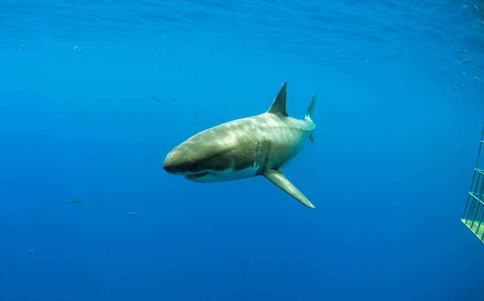 Tauchen mit Weißhaien – Tauchsafaris Guadalope Mexiko 
