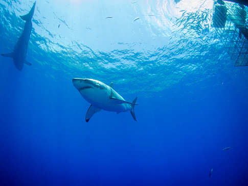 Tauchen mit Weißen Haien – Carcharodon Carcharias 