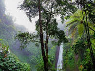 Dschungel auf West-Papua (Neuguinea) · Indonesien 