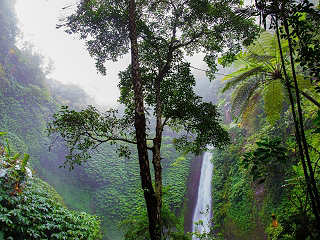 Dschungel auf West-Papua (Neuguinea) · Indonesien 