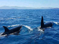 Whale-Watching Baja California · Orcas nahe La Paz, Mexiko 