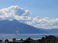 Blas eines Blauwals in der Pantar Strait 
