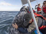 Whalewatching San Ignacio Lagoon – Mexiko  
