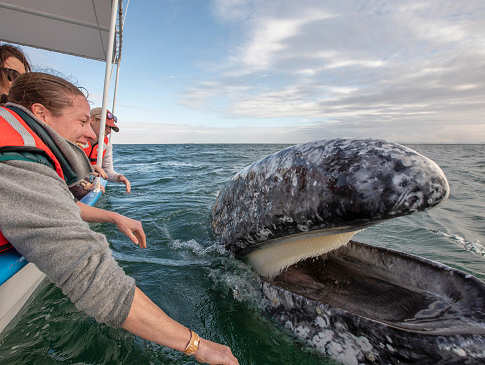 Whalewatching Mexiko 