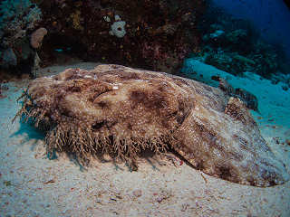 Wobbegong (Teppich Hai) während eines Tauchgangs  in der Dampier Strait, Raja Ampat 