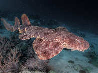 Wobbegong · Tauchen Mayhem Raja Ampat 