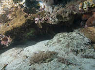 Teppichhai (Wobbegong) · Tauchreise Raja Ampat, Indonesien 